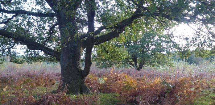 Natur, baum mit ausgestrechten Ästen